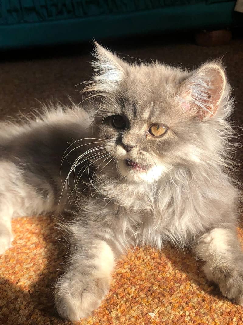 persain kitten 1