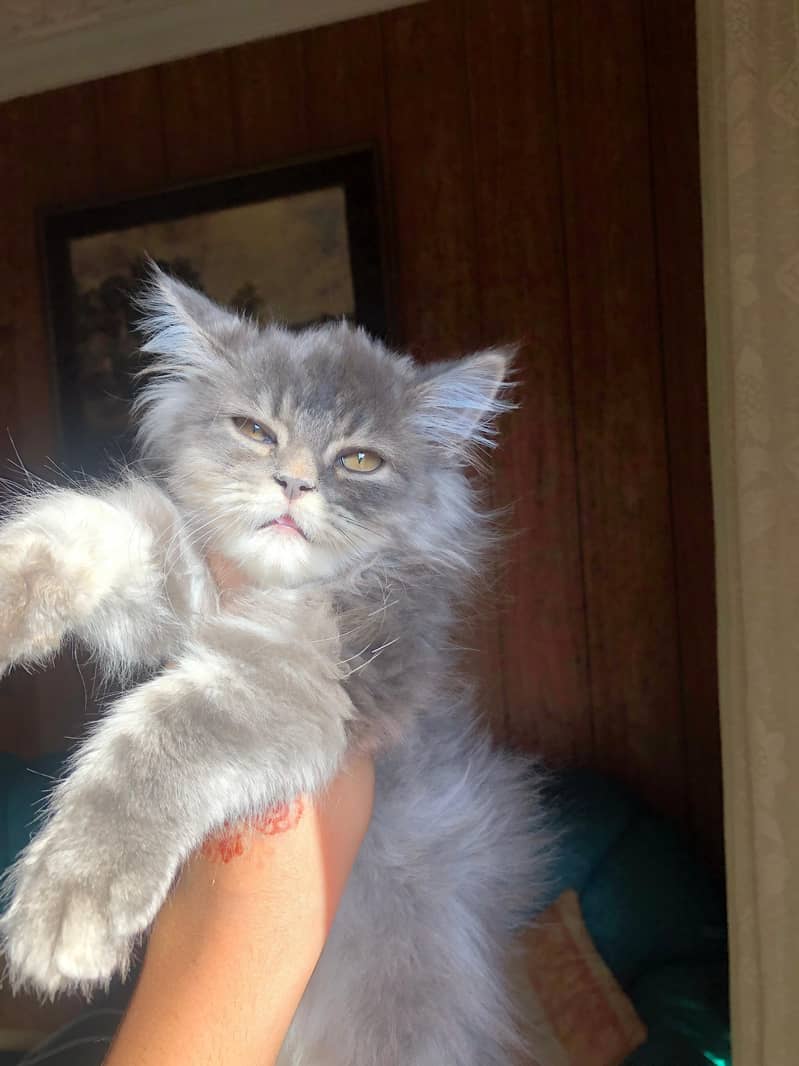 persain kitten 2