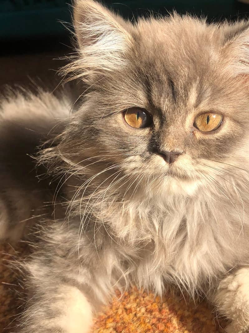 persain kitten 3