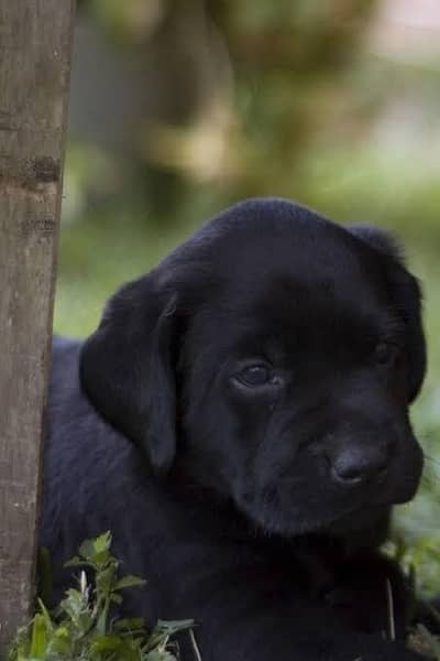 LABRADOR PUPPIES AVAILABLE ONLY FEMALE FOR SALE BEST QUALITY BRITISH