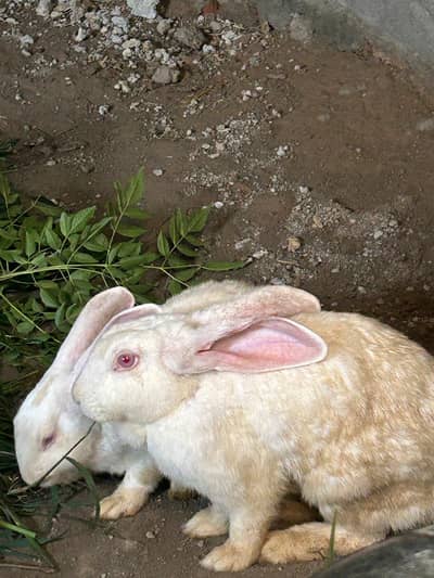 5kg breed 3 females available argent sale 03368792398