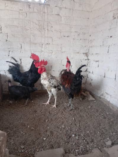 dasi hens