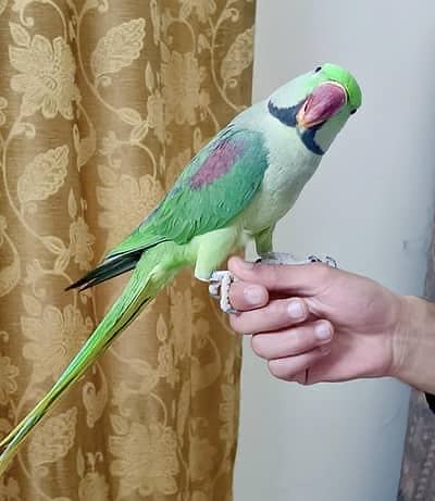 Raw male hand tame+ talking 3225844099
