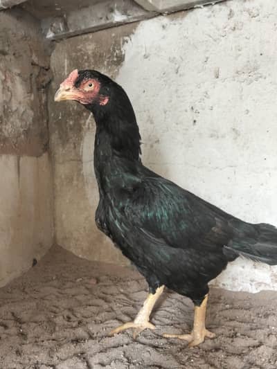 donon murga 15000 15,000 ki ha30,3003