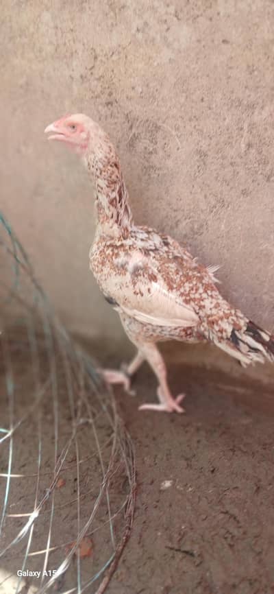 urgent sale. 2 female 1 male high qualite