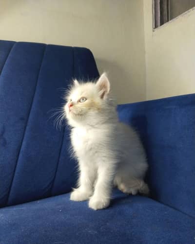 perisan kitten with heavy fur, healty and active