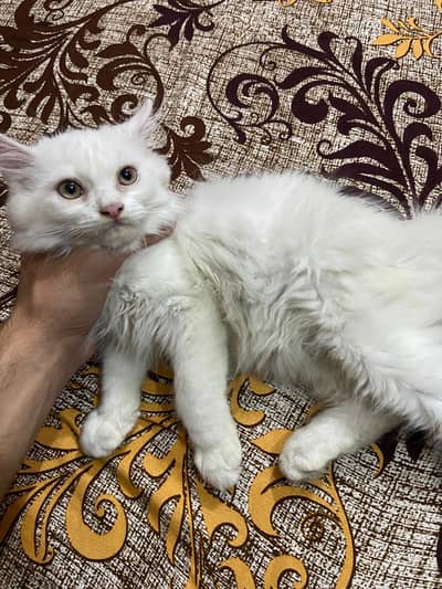 White Persian triple coat male kittens