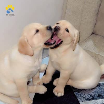 Pure Breed Labrador Puppies Available