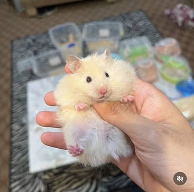 Hamsters