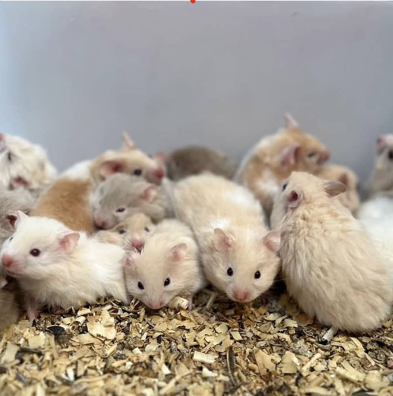 Hamsters 1