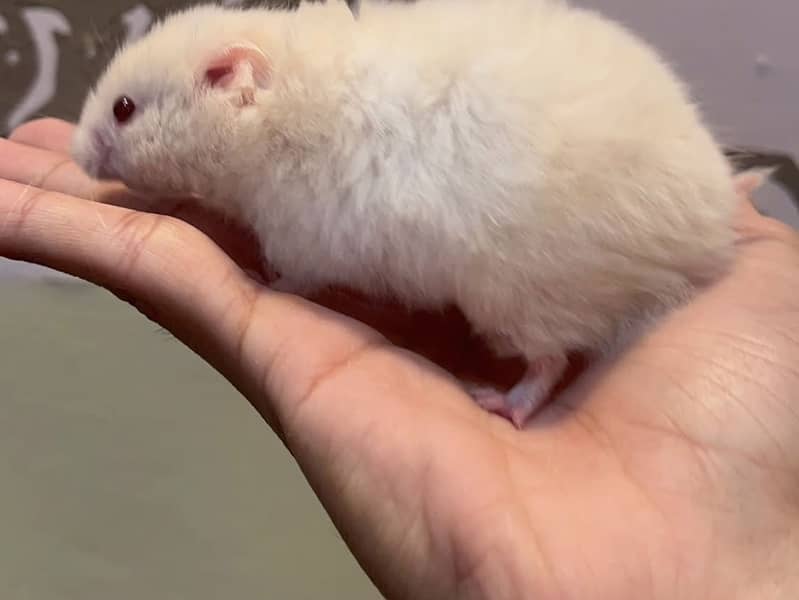 Hamsters 2