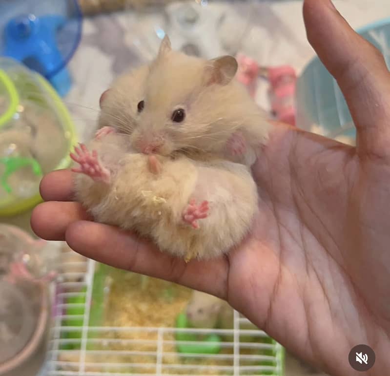 Hamsters 3