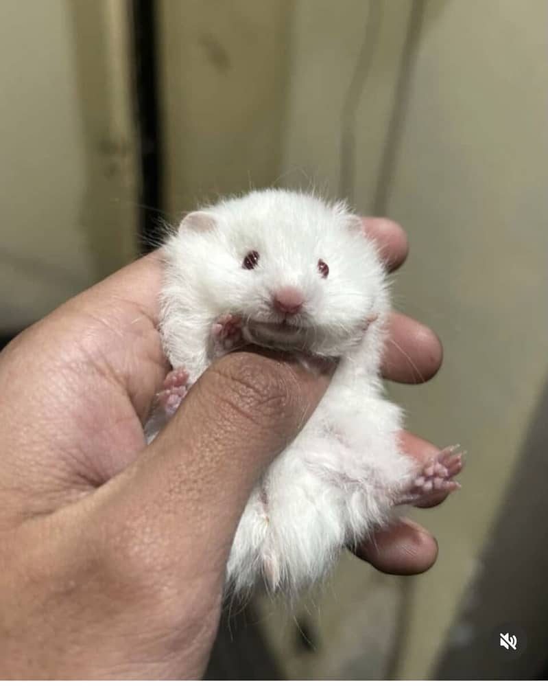 Hamsters 4