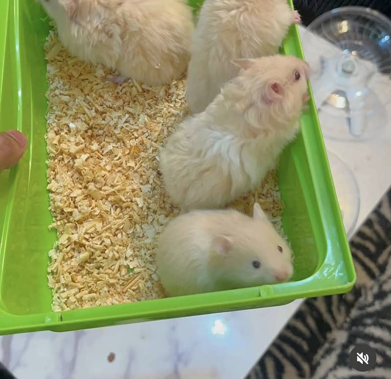 Hamsters 5