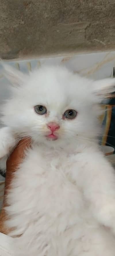 white Persian kitten's for sell