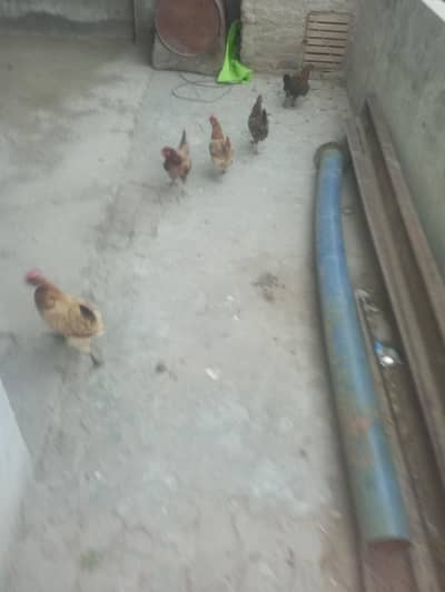 Hen for sell