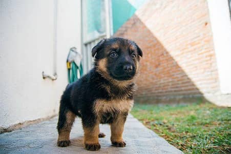 German shepherd high quality puppy available vaccine done