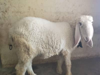 Milky sheep