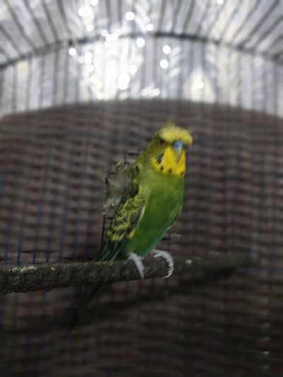 hogo male for sale
