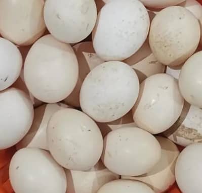 Aseel murgay k egg dastiyab hain