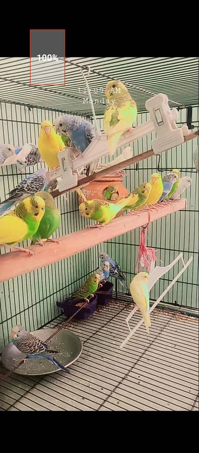 Australian birds pair
