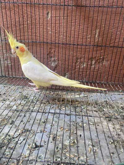 Cocktail and lovebirds for sale