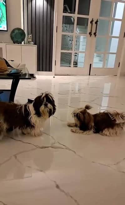 Shih Tzu | Shihtzu | Shitzu Pups | Puppies | Dog | puppy For sale