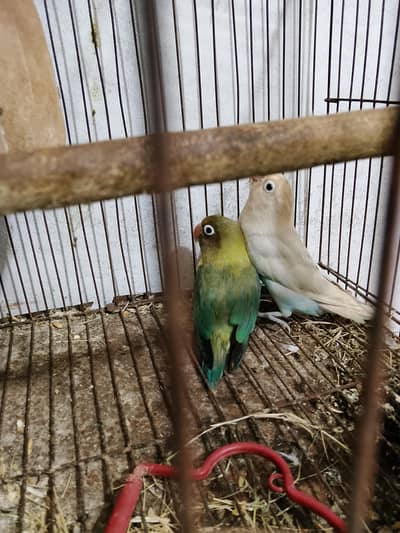 love bird male is hand tame female is ring Bird with eggs
