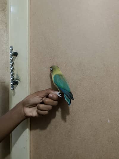 love bird male is hand tame female is ring Bird with eggs