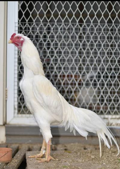 white shamo breed
