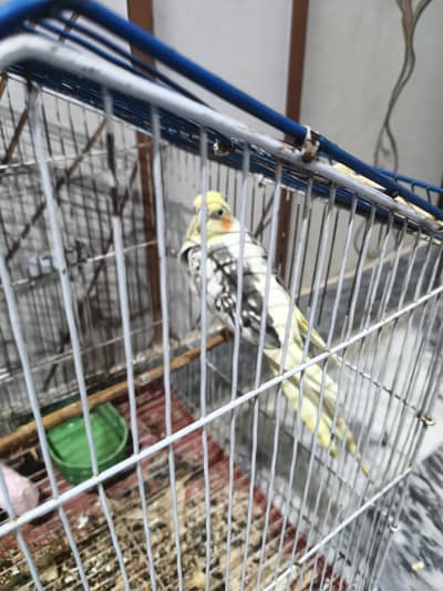 cocktail female for sale