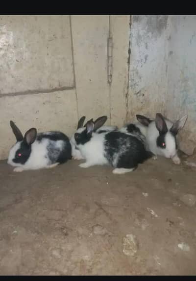 red eyes full white bunnies pair for sale