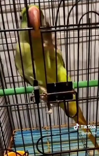 Urgent Sale for Parrot