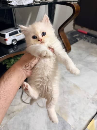High quality persian kitten