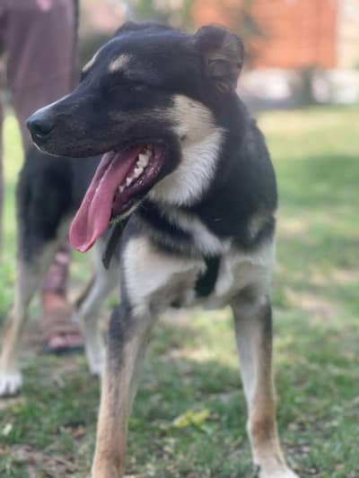 German Shepherd and Husky Mixer Puppie