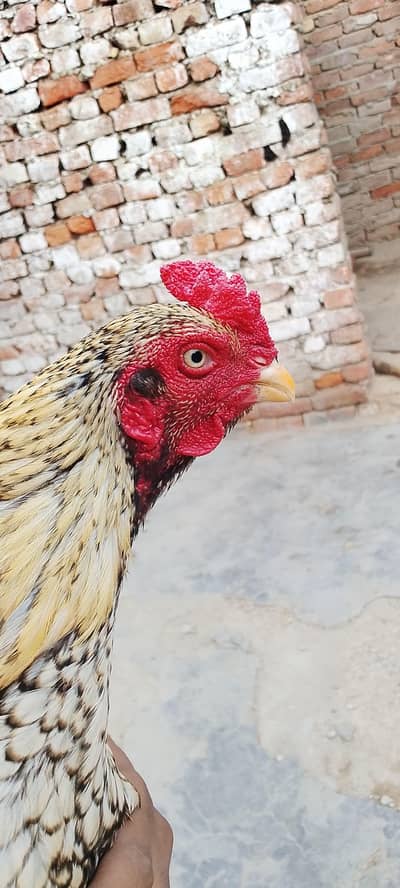 shajra mianwali