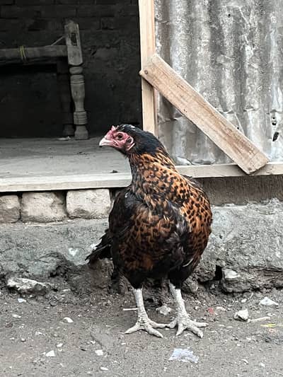 Aseel madi for sale