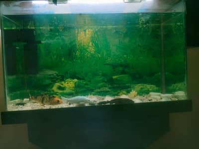 fish aquarium