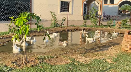 Ducks
