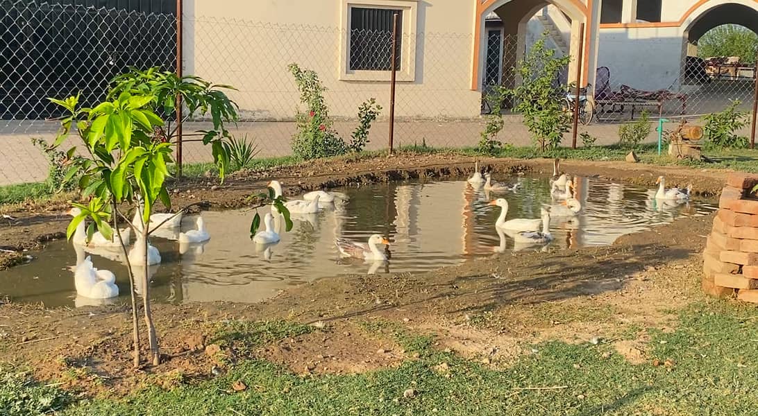 Ducks 0