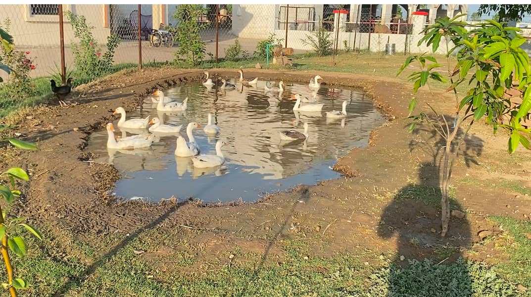 Ducks 1