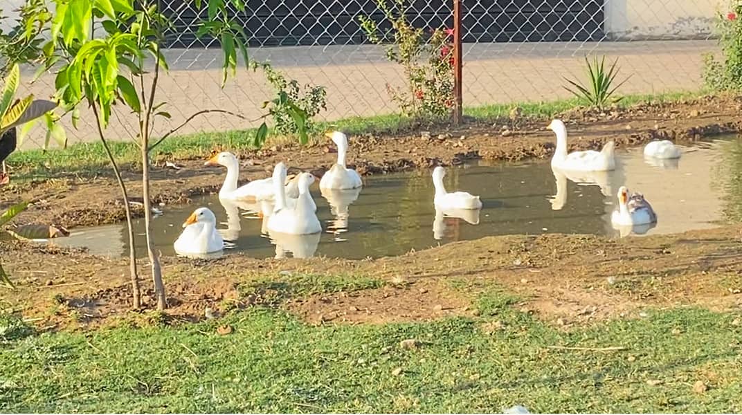 Ducks 2