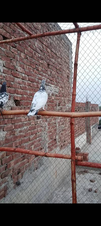5 bache