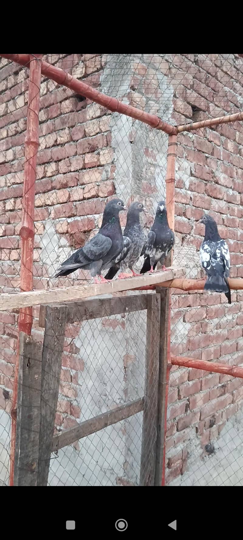 5 bache 1