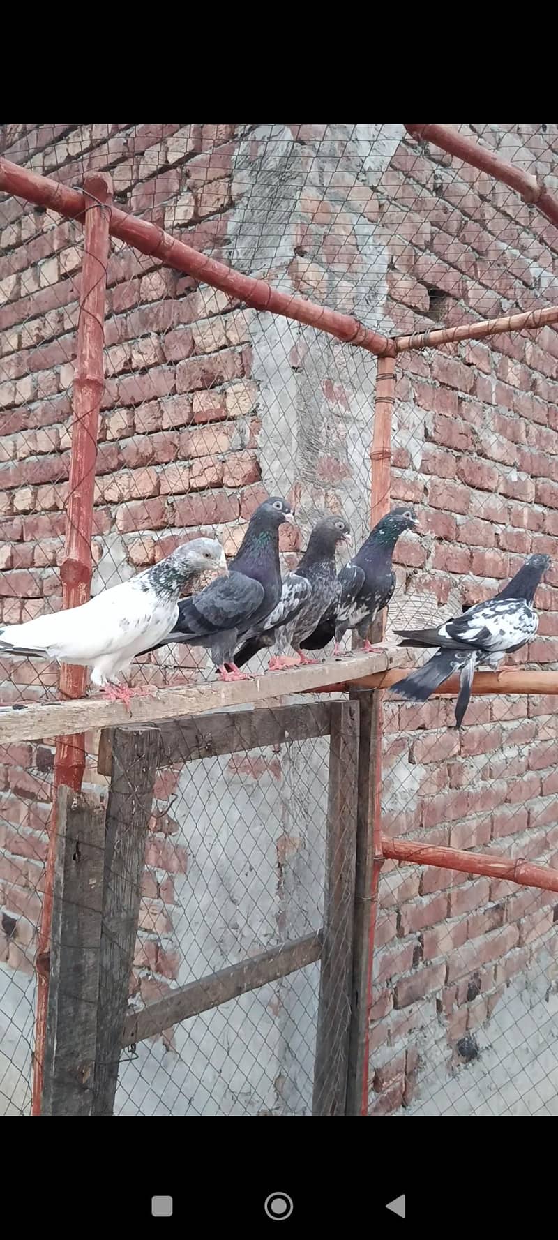 5 bache 2