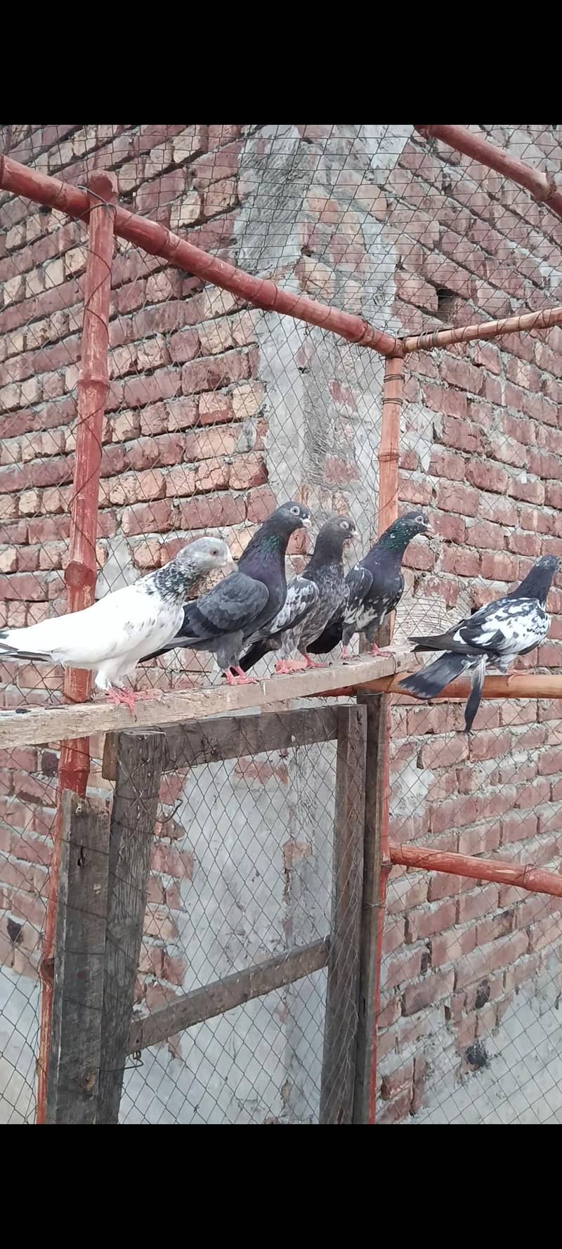 5 bache 3