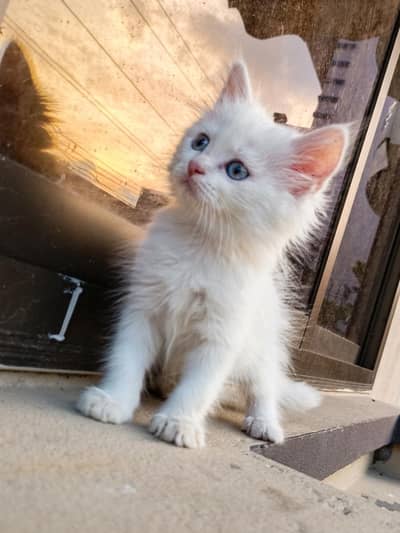 White Persian Kittens For Sale