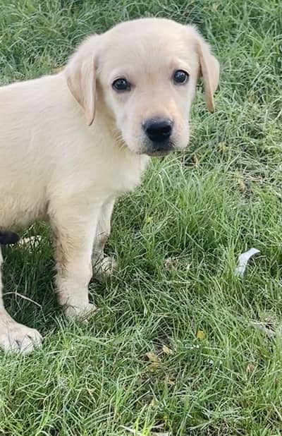 Pedigreed and Microchip Labrador Male Pup
