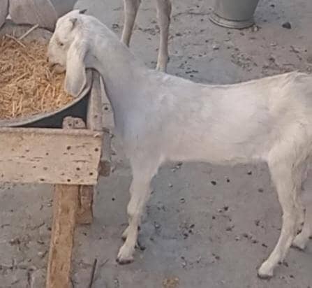 دو عدد پٹھ فارسیل 0