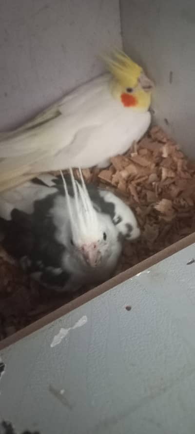 cockatiel cream split eno havy vpaid split eno
